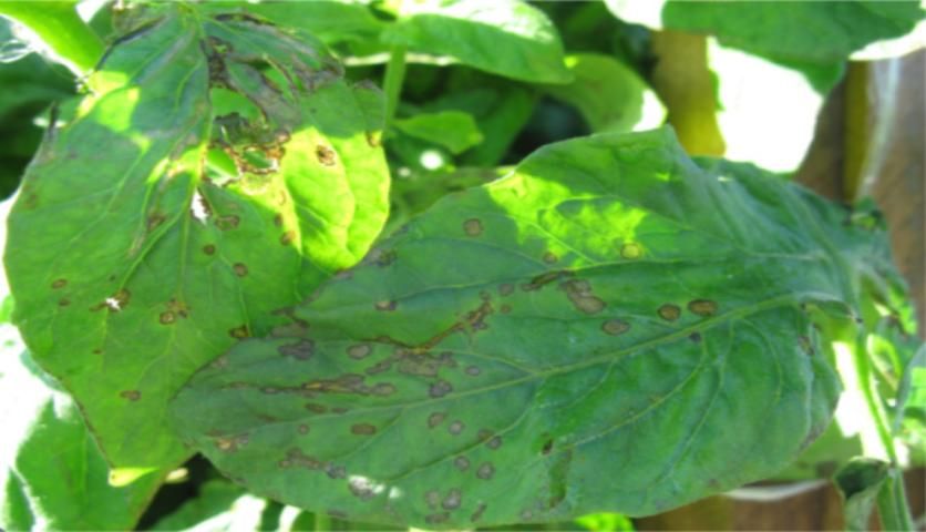Figure 1. Leaf spots on tomato leaves caused by X. perforans.